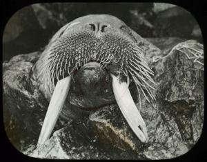 Image of Walrus Head